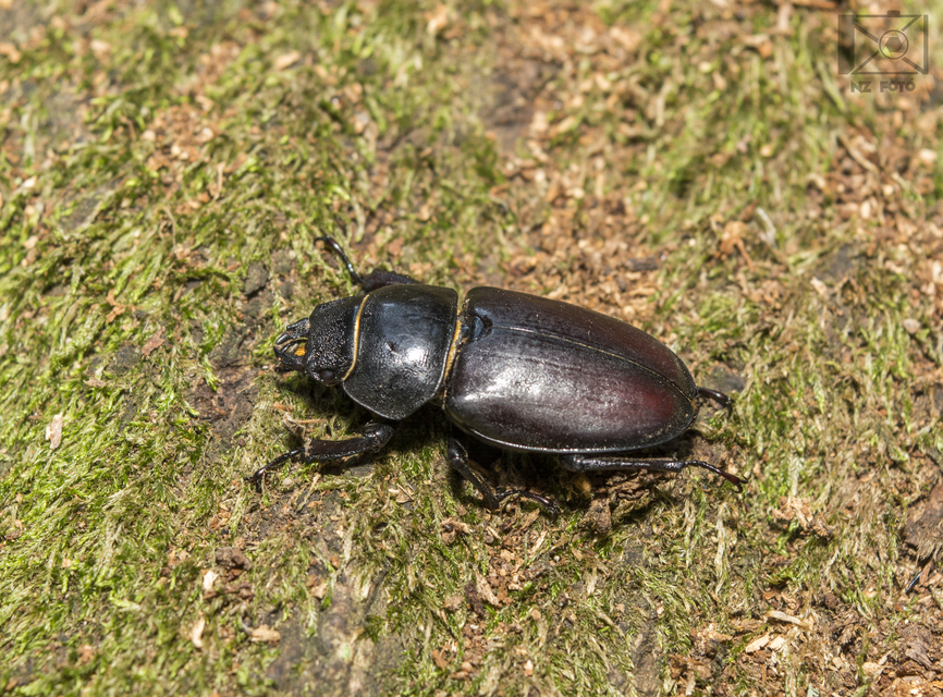 Lucanus cervus - nagy szarvasbogár