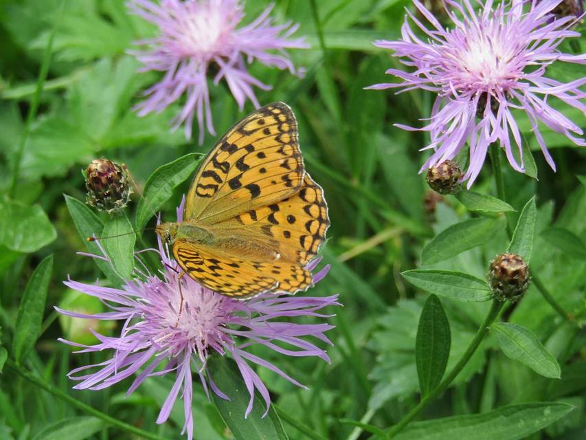 Argynnis adippe - ezüstös gyöngyházlepke