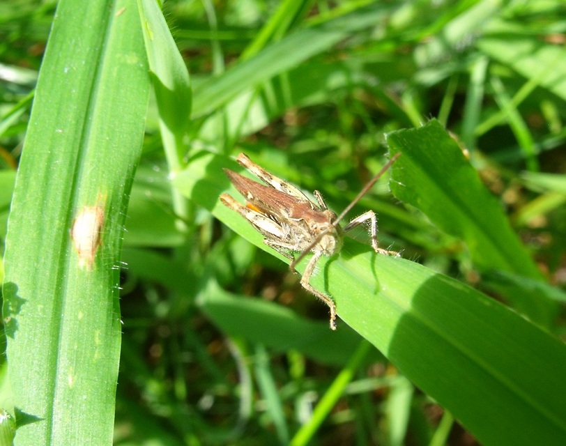 Chorthippus brunneus - közönséges tarlósáska