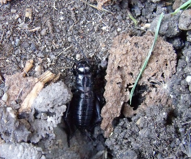 Gryllus campestris - mezei tücsök