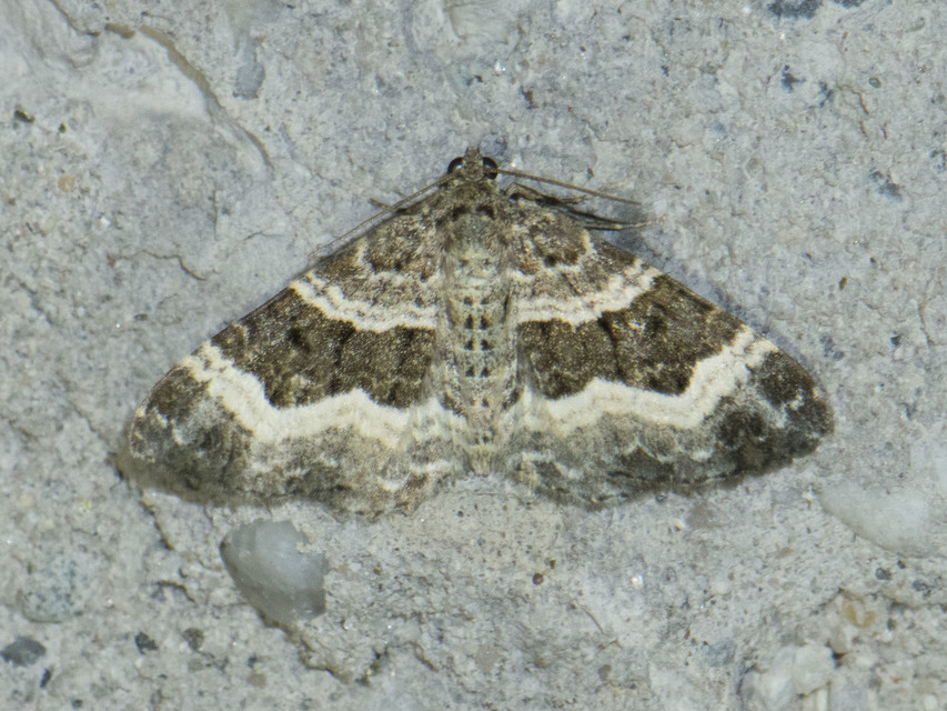 Epirrhoe alternata - galaj-tarkaaraszoló