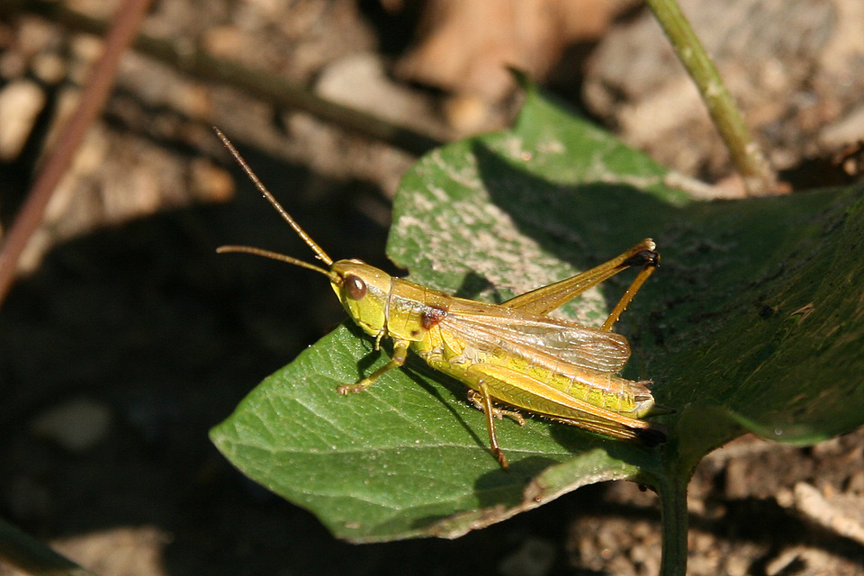 Pseudochorthippus parallelus - közönséges rétisáska