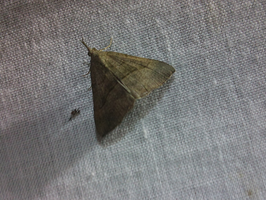 Hypena proboscidalis - ormányos karcsúbagoly
