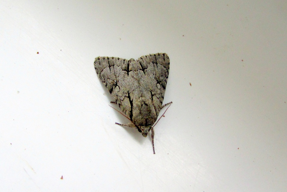 Acronicta psi - pszi-betűs szigonyosbagoly