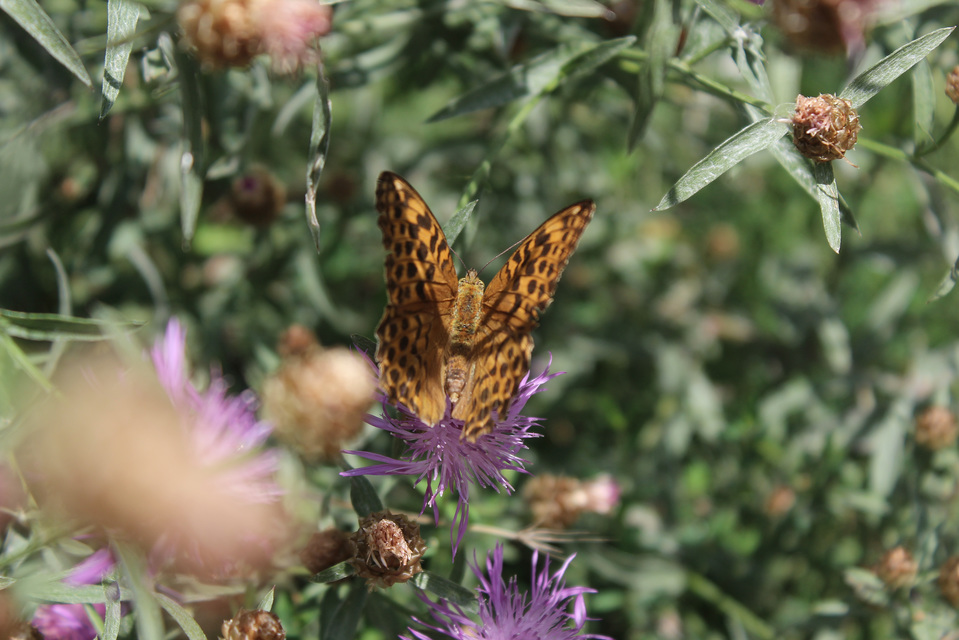 Argynnis paphia - nagy gyöngyházlepke