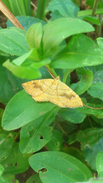 Camptogramma bilineata - kétvonalas sávosaraszoló