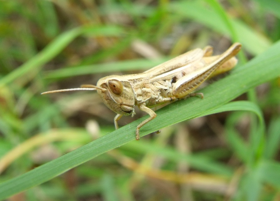 Euchorthippus declivus - rövidszárnyú rétisáska
