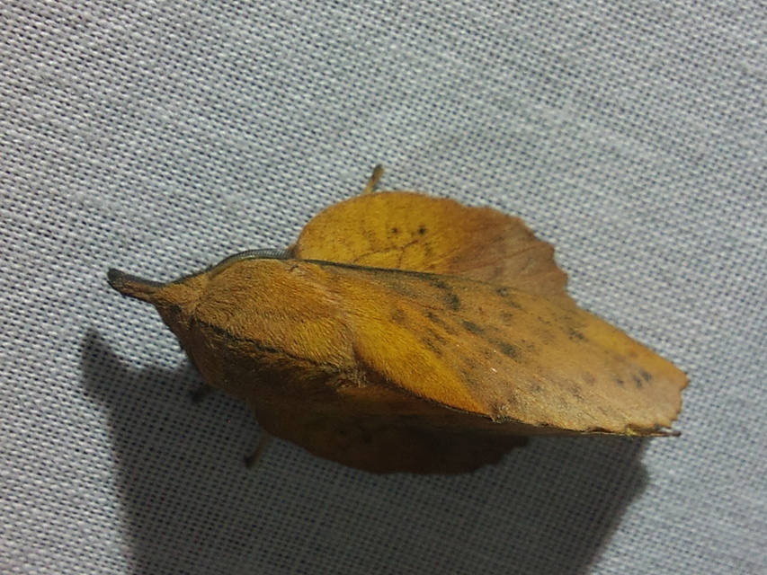 Gastropacha populifolia - sárga pohók