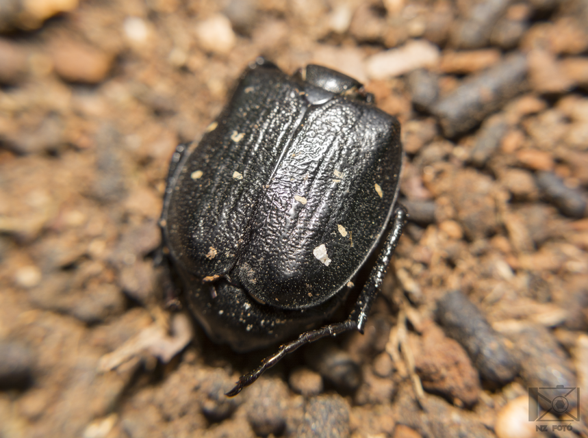 Gnorimus variabilis - nyolcpettyes virágbogár