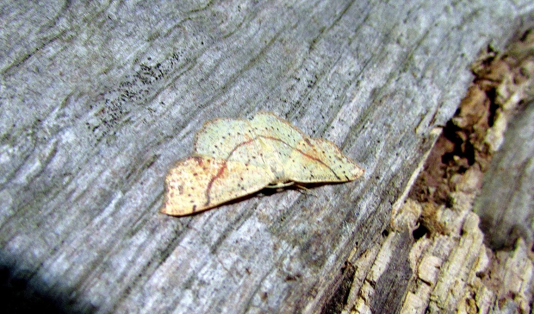 Cyclophora punctaria - sávos pettyesaraszoló