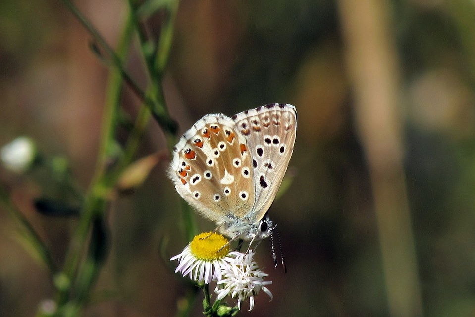 Polyommatus coridon - ezüstkék boglárka