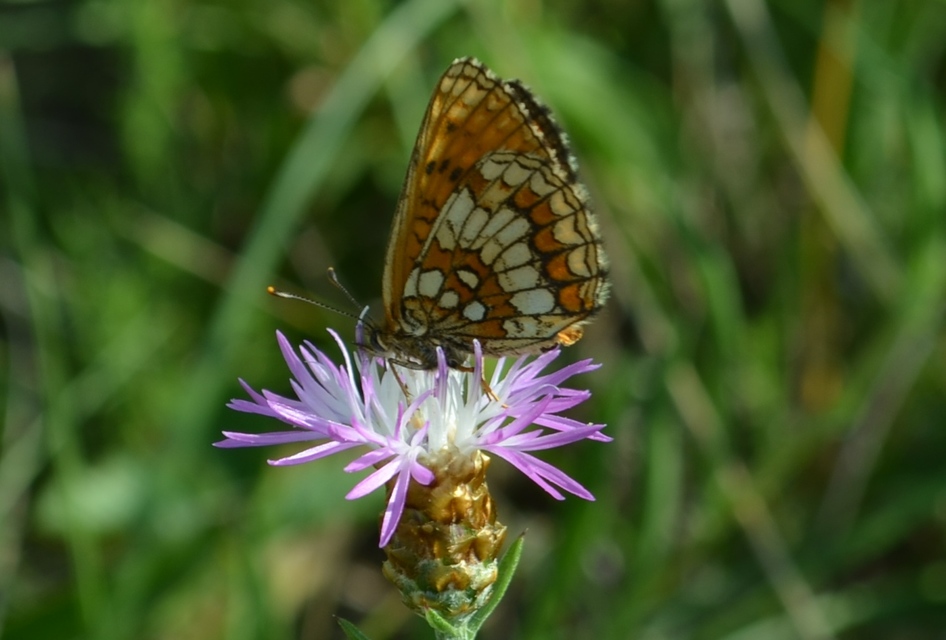 Melitaea athalia - közönséges tarkalepke