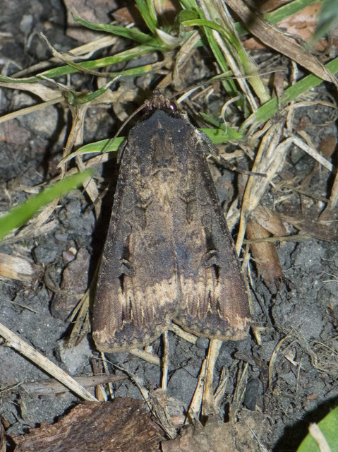 Agrotis ipsilon - nagy földibagoly