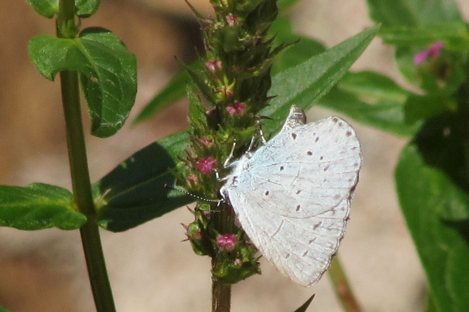 Celastrina argiolus - bengeboglárka