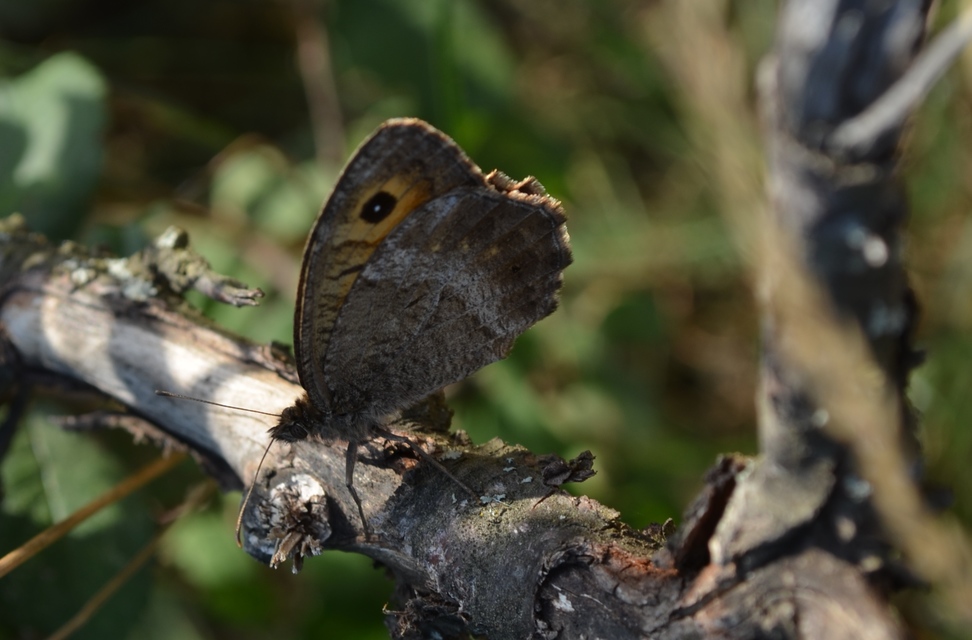 Arethusana arethusa - közönséges szemeslepke