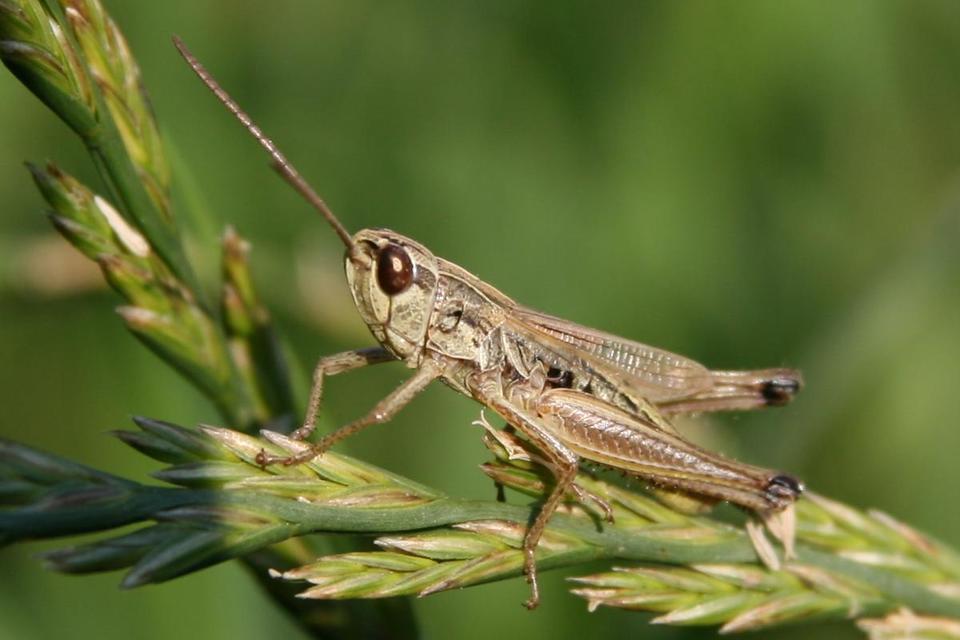 Pseudochorthippus parallelus - közönséges rétisáska