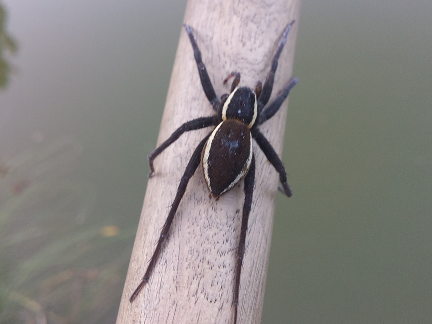 Dolomedes fimbriatus - szegélyes vidrapók