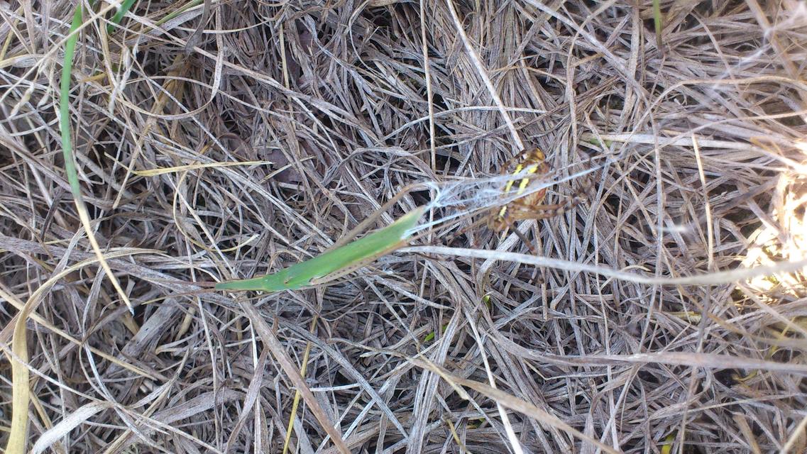 Argiope bruennichi - darázspók
