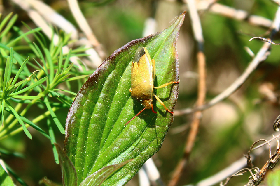 Piezodorus lituratus - bíboros címerespoloska Piezodorus lituratus - bíboros címerespoloska