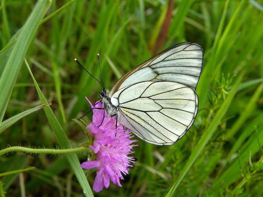 Aporia crataegi - galagonyalepke