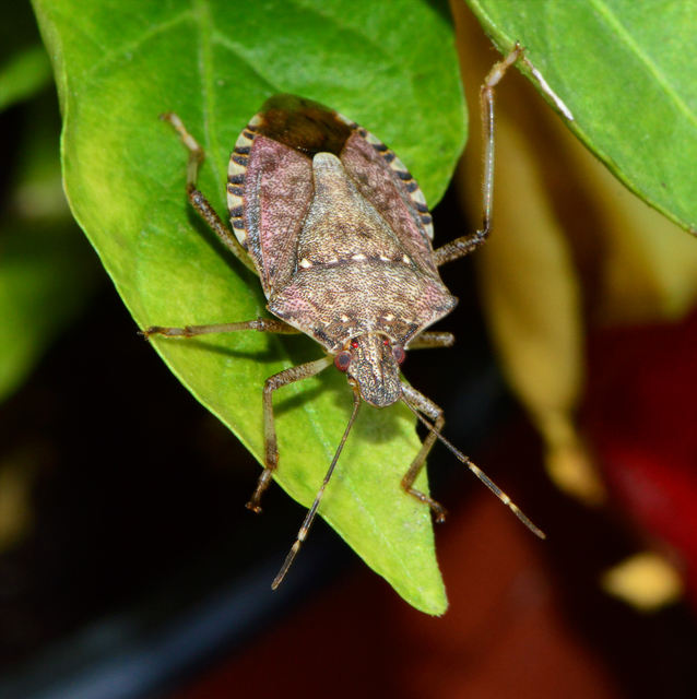 halyomorpha halys - Halyomorpha halys