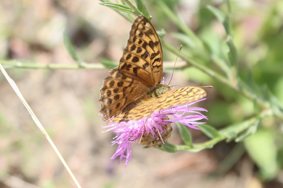 Argynnis paphia - nagy gyöngyházlepke