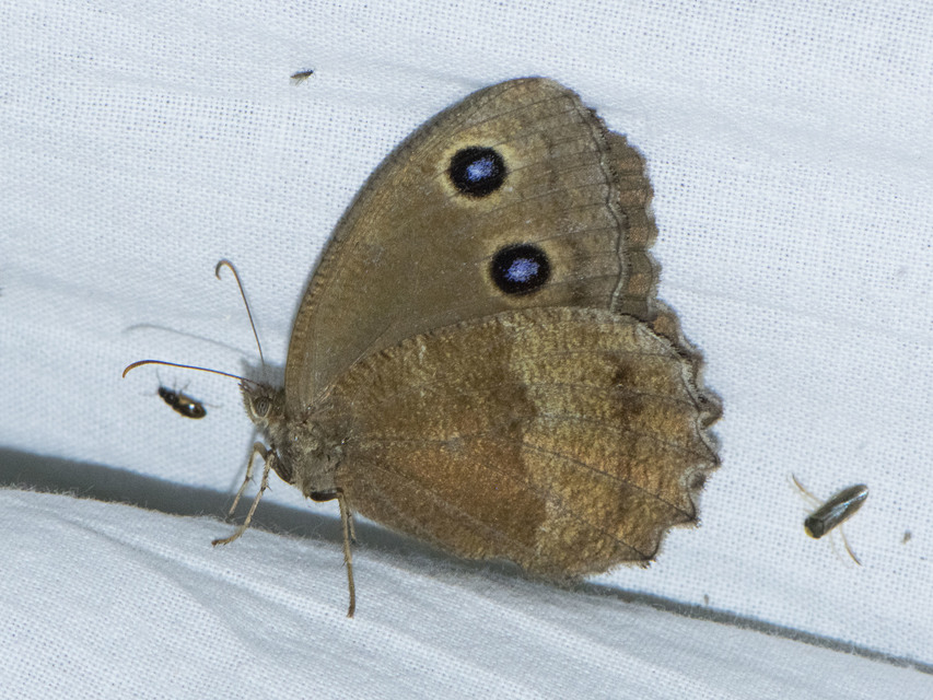 Minois dryas - fekete szemeslepke