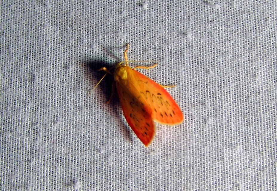 Miltochrista miniata - piros medvelepke