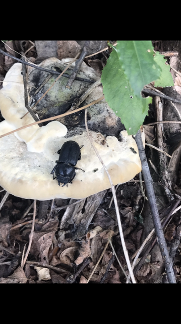 Dorcus parallelipipedus - kis szarvasbogár