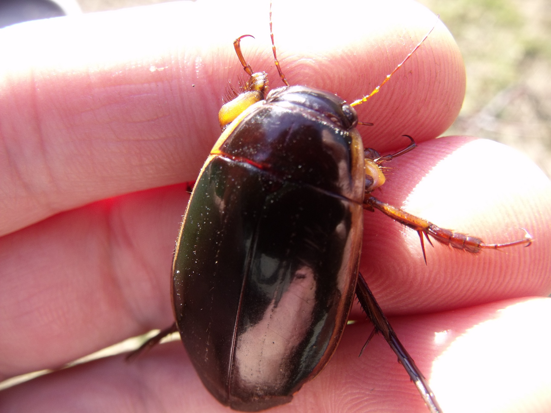 Dytiscus dimidiatus - tompacsípős csíkbogár