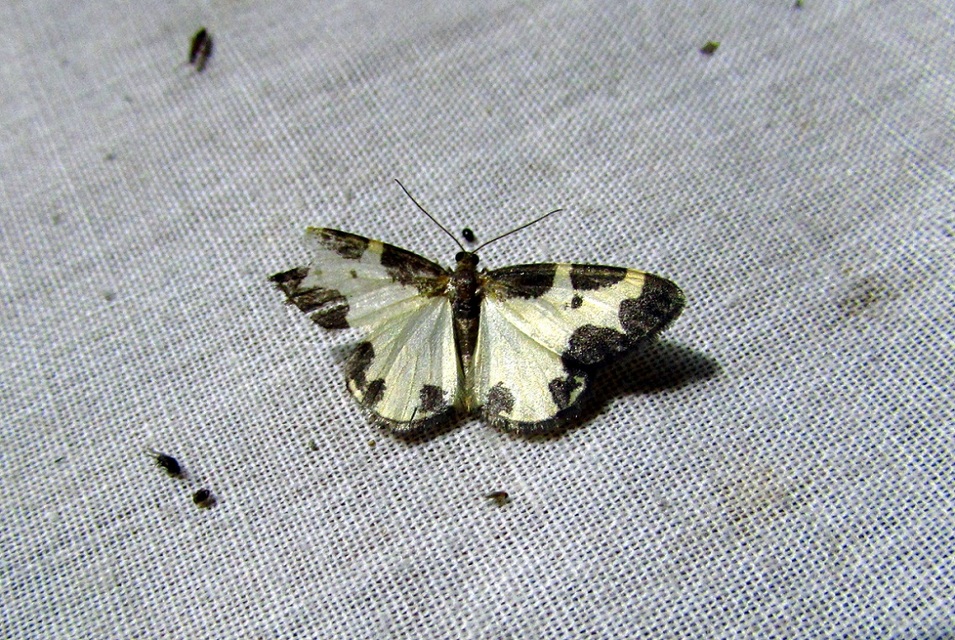 Lomaspilis marginata - szegélyes nyárfaaraszoló
