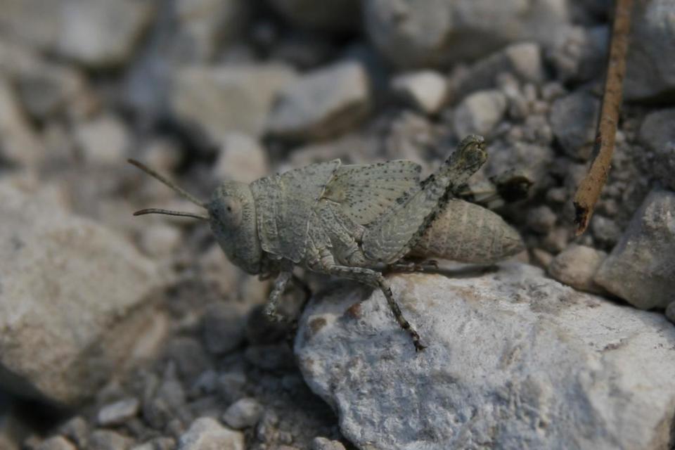 Oedipoda caerulescens - kékszárnyú sáska