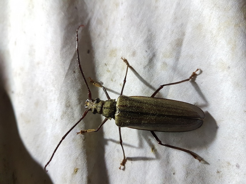 Aegosoma scabricorne - diófacincér