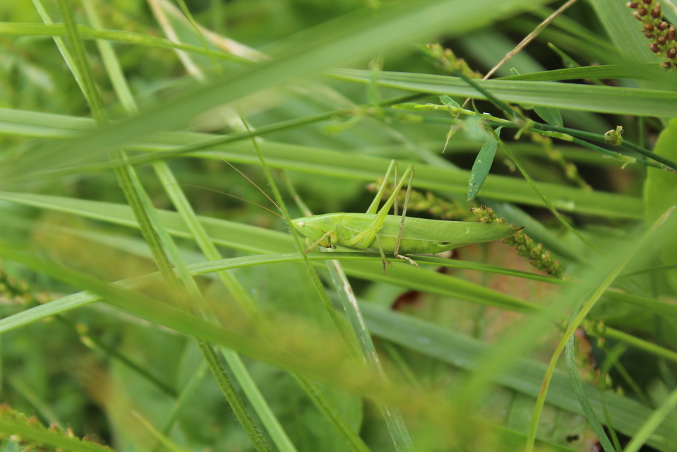 Ruspolia nitidula - nagy kúpfejűszöcske