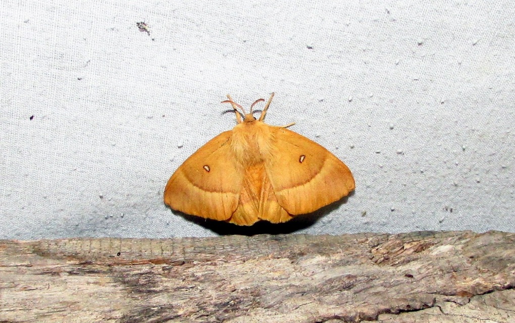 Lasiocampa quercus - tölgyfaszövő
