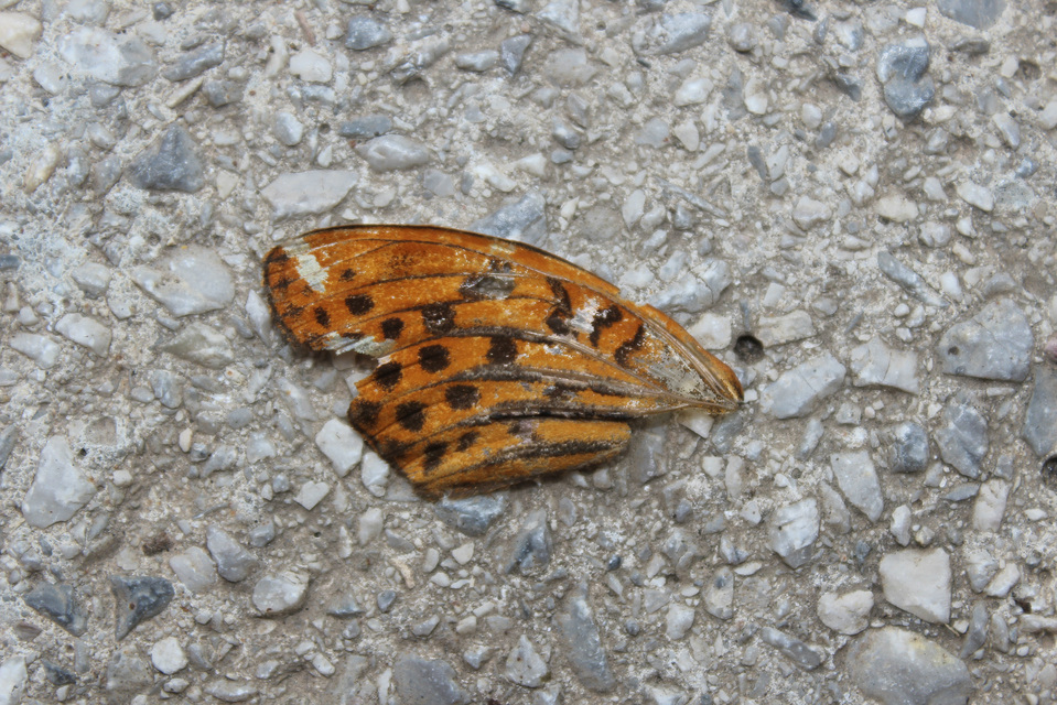 Argynnis paphia - nagy gyöngyházlepke