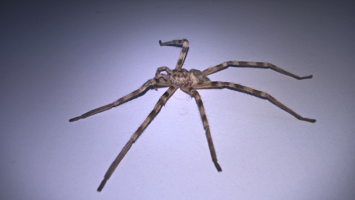 Sparassidae - hunyópókok