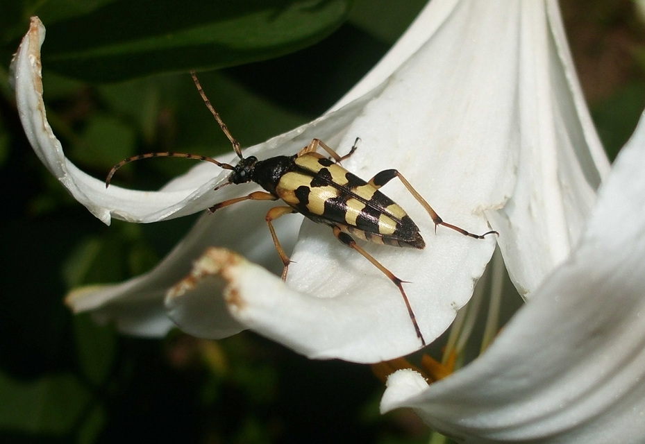 Rutpela maculata - tarkacsápú karcsúcincér