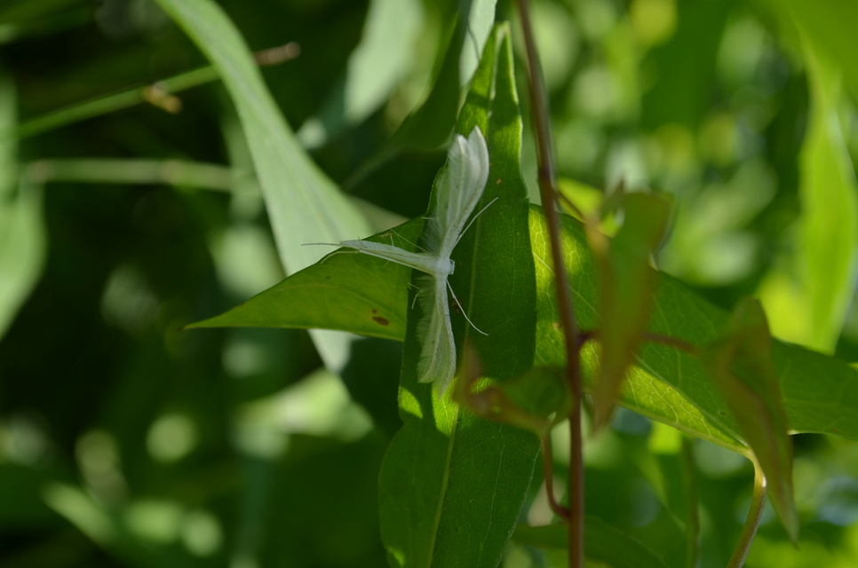 Pterophorus pentadactyla - fehér tollasmoly