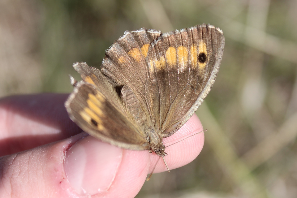 Arethusana arethusa - közönséges szemeslepke