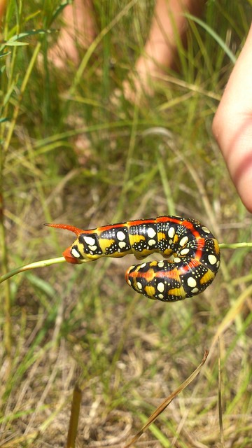 Hyles euphorbiae - kutyatejszender