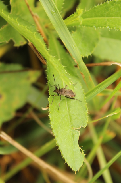 Alydus calcaratus - szőrös tövispoloska