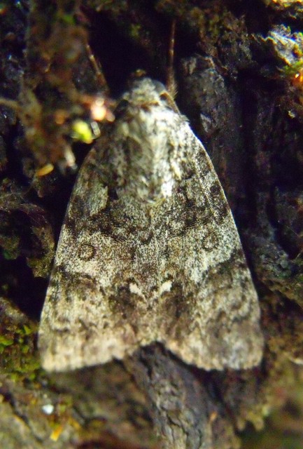 Acronicta rumicis - sóska-szigonyosbagoly Acronicta rumicis - sóska-szigonyosbagoly