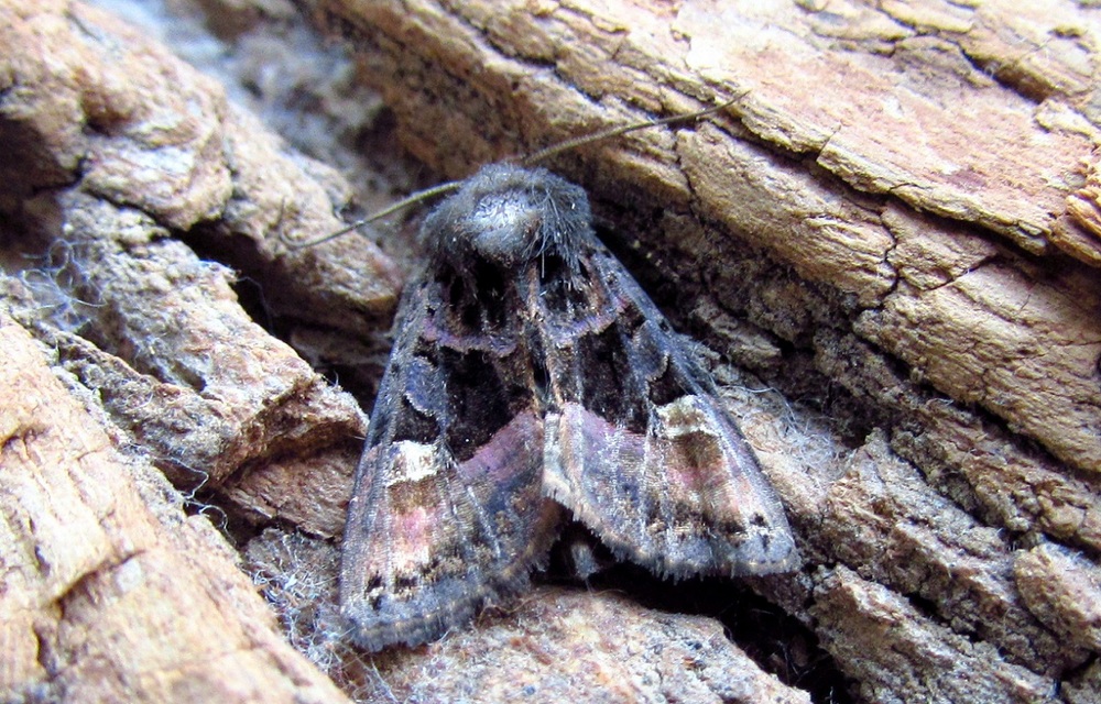 Euplexia lucipara - szeder-csipkésbagoly