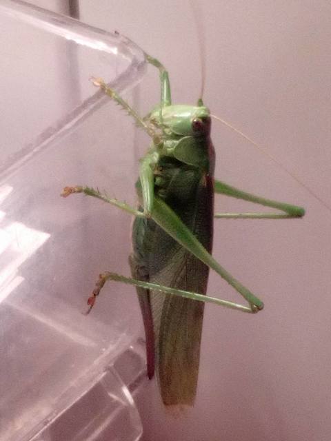 Tettigonia viridissima - zöld lombszöcske