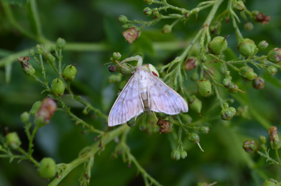 Patania ruralis - csalánevő tűzmoly