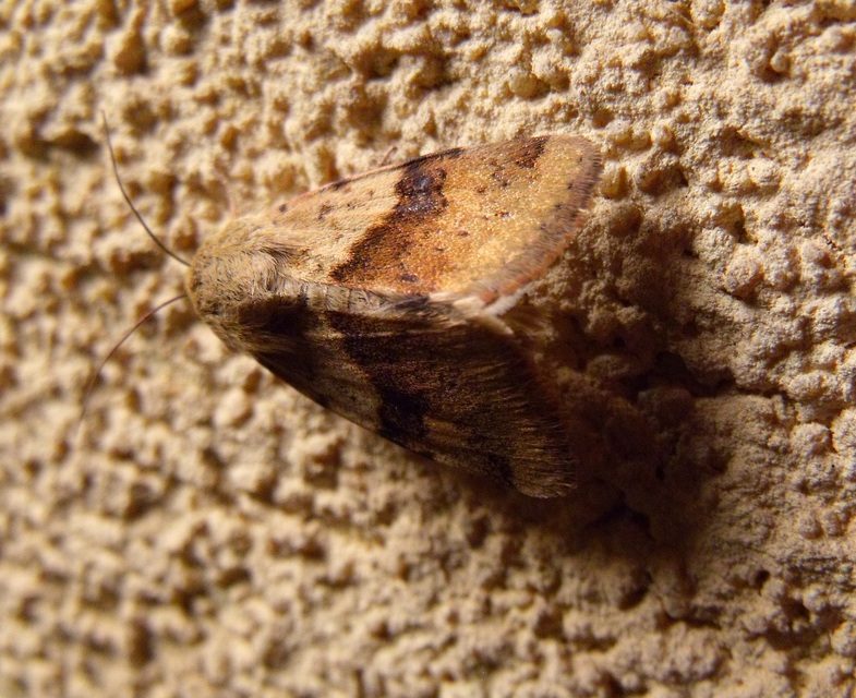 Heliothis adaucta - somkóróbagoly