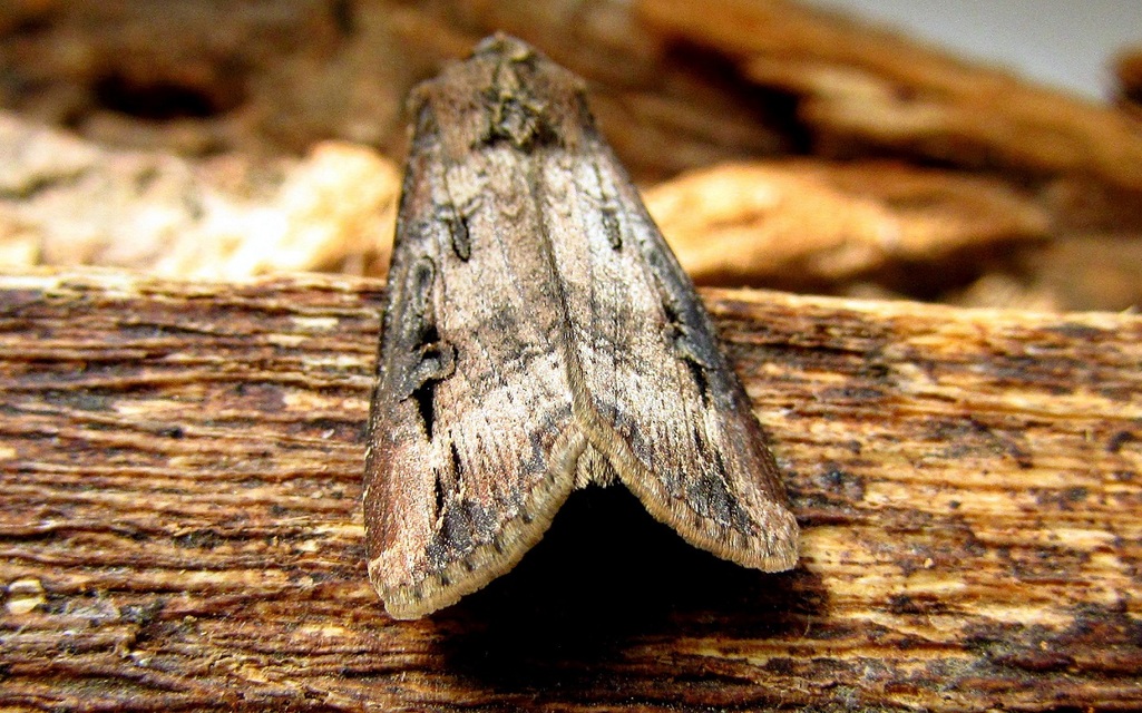Agrotis ipsilon - nagy földibagoly