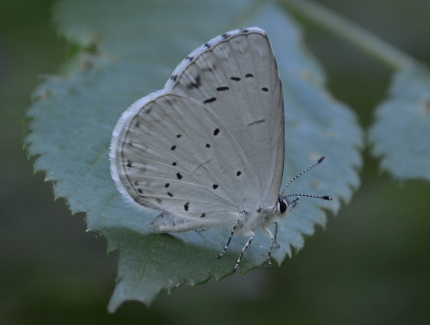 Celastrina argiolus - bengeboglárka