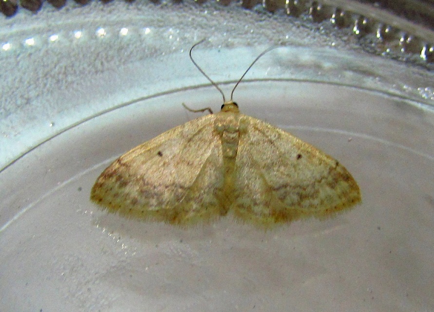 Idaea biselata - mocsári sávosaraszoló